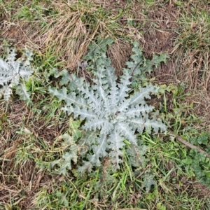 Onopordum acanthium at Whitlam, ACT - 18 Jul 2024 07:46 AM