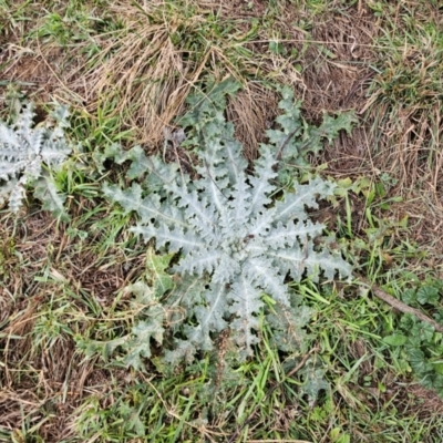 Onopordum acanthium (Scotch Thistle) at Whitlam, ACT - 18 Jul 2024 by Jiggy