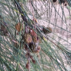 Casuarina cunninghamiana subsp. cunninghamiana at Whitlam, ACT - 18 Jul 2024 09:17 AM