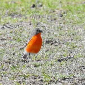 Petroica phoenicea at Kambah, ACT - 17 Jul 2024