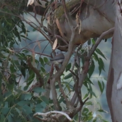 Colluricincla harmonica at Kambah, ACT - 17 Jul 2024 01:21 PM