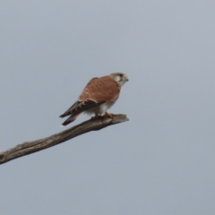 Falco cenchroides (Nankeen Kestrel) at Kambah, ACT - 17 Jul 2024 by RodDeb