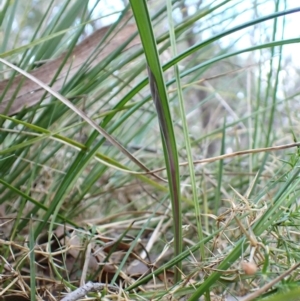 Lyperanthus suaveolens at Aranda, ACT - suppressed