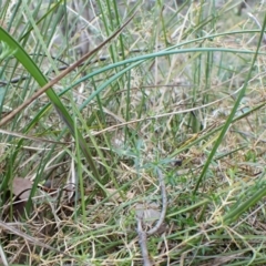 Lyperanthus suaveolens at Aranda, ACT - suppressed