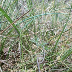 Lyperanthus suaveolens at Aranda, ACT - suppressed