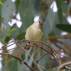 Smicrornis brevirostris at Kambah, ACT - 17 Jul 2024