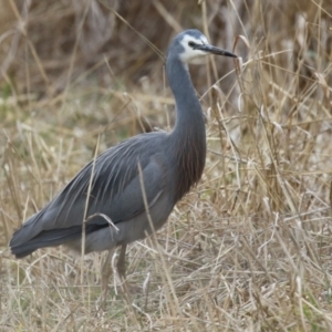 Egretta novaehollandiae at Kambah, ACT - 17 Jul 2024