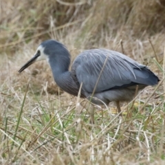 Egretta novaehollandiae at Kambah, ACT - 17 Jul 2024