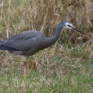 Egretta novaehollandiae at Kambah, ACT - 17 Jul 2024