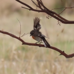 Petroica boodang at Kambah, ACT - 17 Jul 2024 12:35 PM