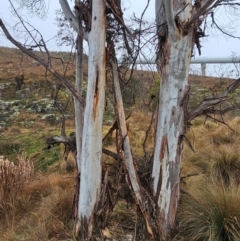 Eucalyptus viminalis (Ribbon Gum) at Whitlam, ACT - 18 Jul 2024 by Jiggy