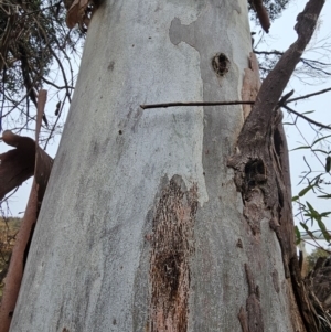 Eucalyptus viminalis at Whitlam, ACT - 18 Jul 2024