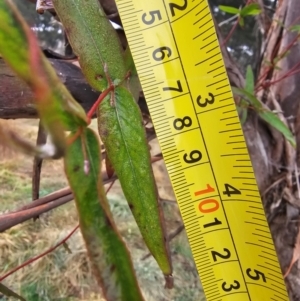 Eucalyptus viminalis at Whitlam, ACT - 18 Jul 2024 09:24 AM