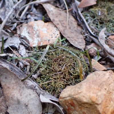 Caleana minor (Small Duck Orchid) at Aranda, ACT - 3 Jul 2024 by CathB