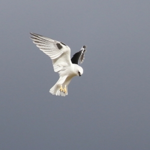 Elanus axillaris at Kambah, ACT - 17 Jul 2024