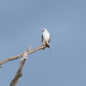 Elanus axillaris at Kambah, ACT - 17 Jul 2024