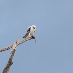 Elanus axillaris at Kambah, ACT - 17 Jul 2024