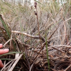 Calochilus montanus (Copper Beard Orchid) at Aranda, ACT - 10 Jul 2024 by CathB