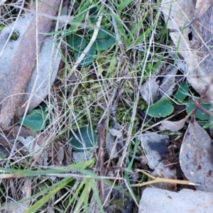 Pterostylis pedunculata at Aranda, ACT - 13 Jul 2024