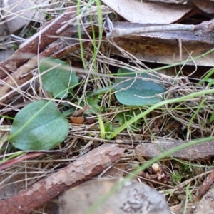 Pterostylis pedunculata at Aranda, ACT - 13 Jul 2024