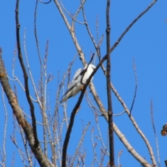 Elanus axillaris (Black-shouldered Kite) at Fyshwick, ACT - 18 Jul 2024 by MB