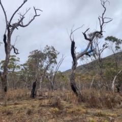 Eucalyptus bridgesiana (Apple Box) at Booth, ACT - 16 Jul 2024 by Sherwood