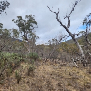 Eucalyptus bridgesiana at Booth, ACT - 16 Jul 2024 11:15 AM