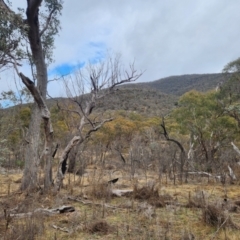 Eucalyptus bridgesiana at Booth, ACT - 16 Jul 2024 11:15 AM