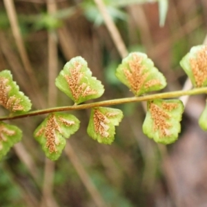 Asplenium flabellifolium at Aranda, ACT - 17 Jul 2024