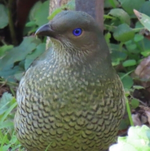 Ptilonorhynchus violaceus at Narrabundah, ACT - 18 Jul 2024