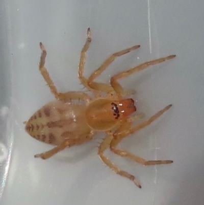 Clubiona sp. (genus) (Unidentified Stout Sac Spider) at Narrabundah, ACT - 17 Jul 2024 by RobParnell