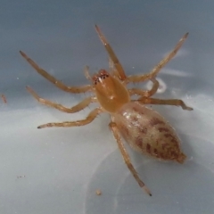 Clubiona sp. (genus) at Narrabundah, ACT - 18 Jul 2024 09:58 AM