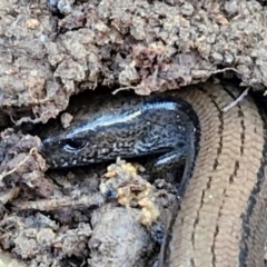 Hemiergis talbingoensis (Three-toed Skink) at Collector, NSW - 18 Jul 2024 by trevorpreston