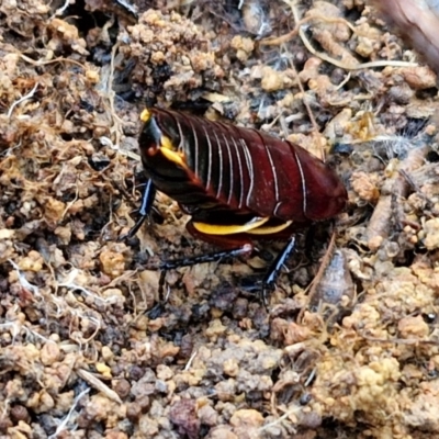 Platyzosteria similis (Red-legged litter runner) at Collector, NSW - 18 Jul 2024 by trevorpreston