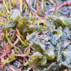 Nostoc sp. (genus) (A cyanobacterium) at Collector, NSW - 18 Jul 2024 by trevorpreston