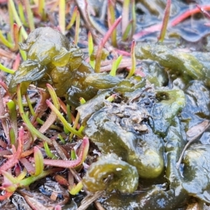 Nostoc sp. (genus) at Collector, NSW - 18 Jul 2024