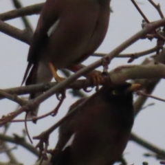 Acridotheres tristis (Common Myna) at Fyshwick, ACT - 16 Jul 2024 by RobParnell