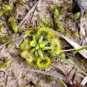 Drosera sp. at Collector, NSW - 18 Jul 2024