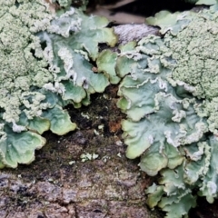 Unverified Lichen at Collector, NSW - 18 Jul 2024 by trevorpreston