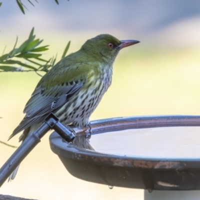 Oriolus sagittatus (Olive-backed Oriole) at Symonston, ACT - 18 Jul 2024 by rawshorty