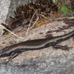 Carinascincus greeni (Alpine cool-skink) at Cradle Mountain, TAS - 14 Feb 2012 by MB