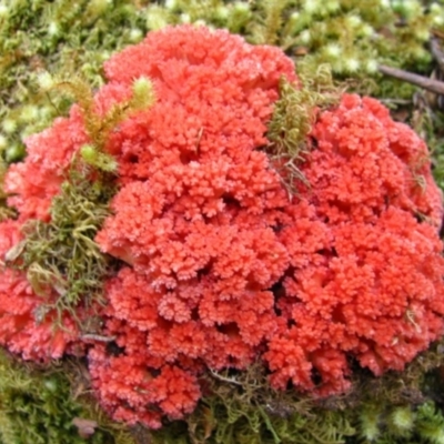 Ramaria sp. (A Coral fungus) at Lake Saint Clair, TAS - 16 Feb 2012 by MB