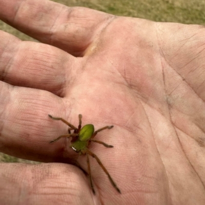 Neosparassus patellatus (Tasmanian Badge Huntsman) at Kambah, ACT - 18 Jul 2024 by jac