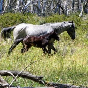 Equus caballus at Yarrangobilly, NSW - suppressed