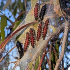 Delias harpalyce (Imperial Jezebel) at Kambah, ACT - 18 Jul 2024 by HelenCross