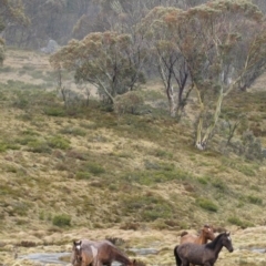 Equus caballus (Brumby, Wild Horse) at Pilot Wilderness, NSW - 14 Oct 2009 by MB