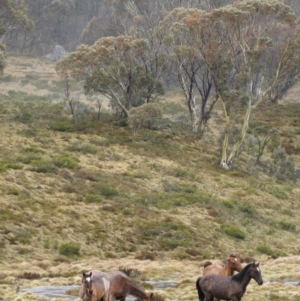 Equus caballus at Pilot Wilderness, NSW - suppressed