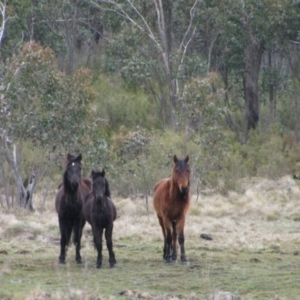 Equus caballus at Pilot Wilderness, NSW - suppressed