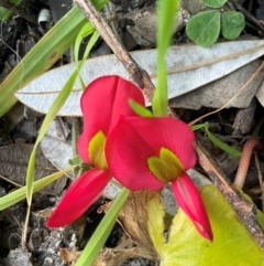 Kennedia prostrata (Running Postman) at Ulladulla, NSW - 18 Jul 2024 by Clarel