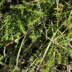 Asperula conferta at Whitlam, ACT - 18 Jul 2024